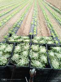 Salată verde creață și butterhead cantități mari