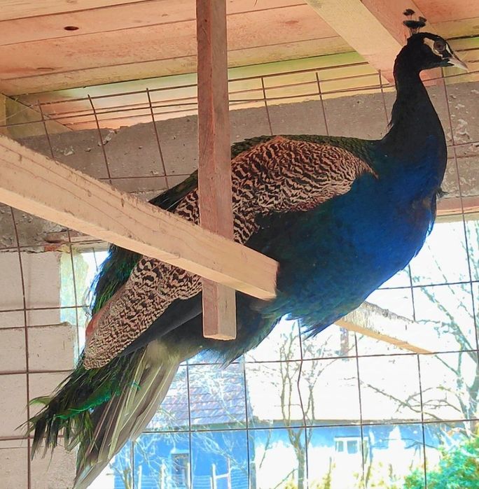 Vând 9 ouă de păun