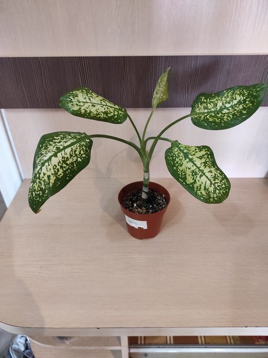 Комнатное растение цветок  диффенбахия хавортия кактус