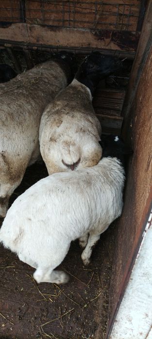 Vând berbecuți dorper 2 luni