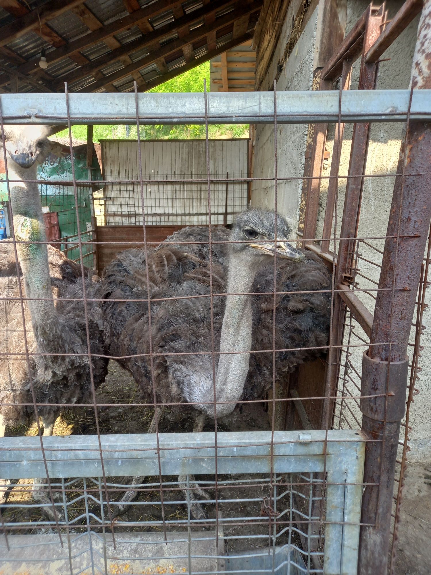 Struti de vanzare 2 bucati
