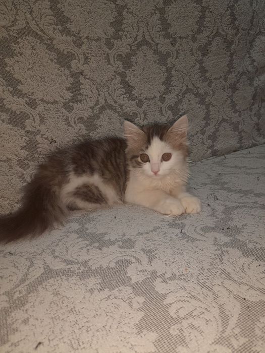 Котенок девочка мушук боласи кизбола
