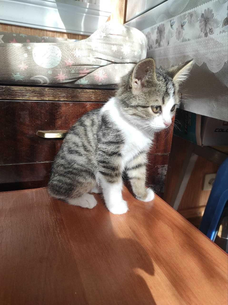 Продаю красивого кота