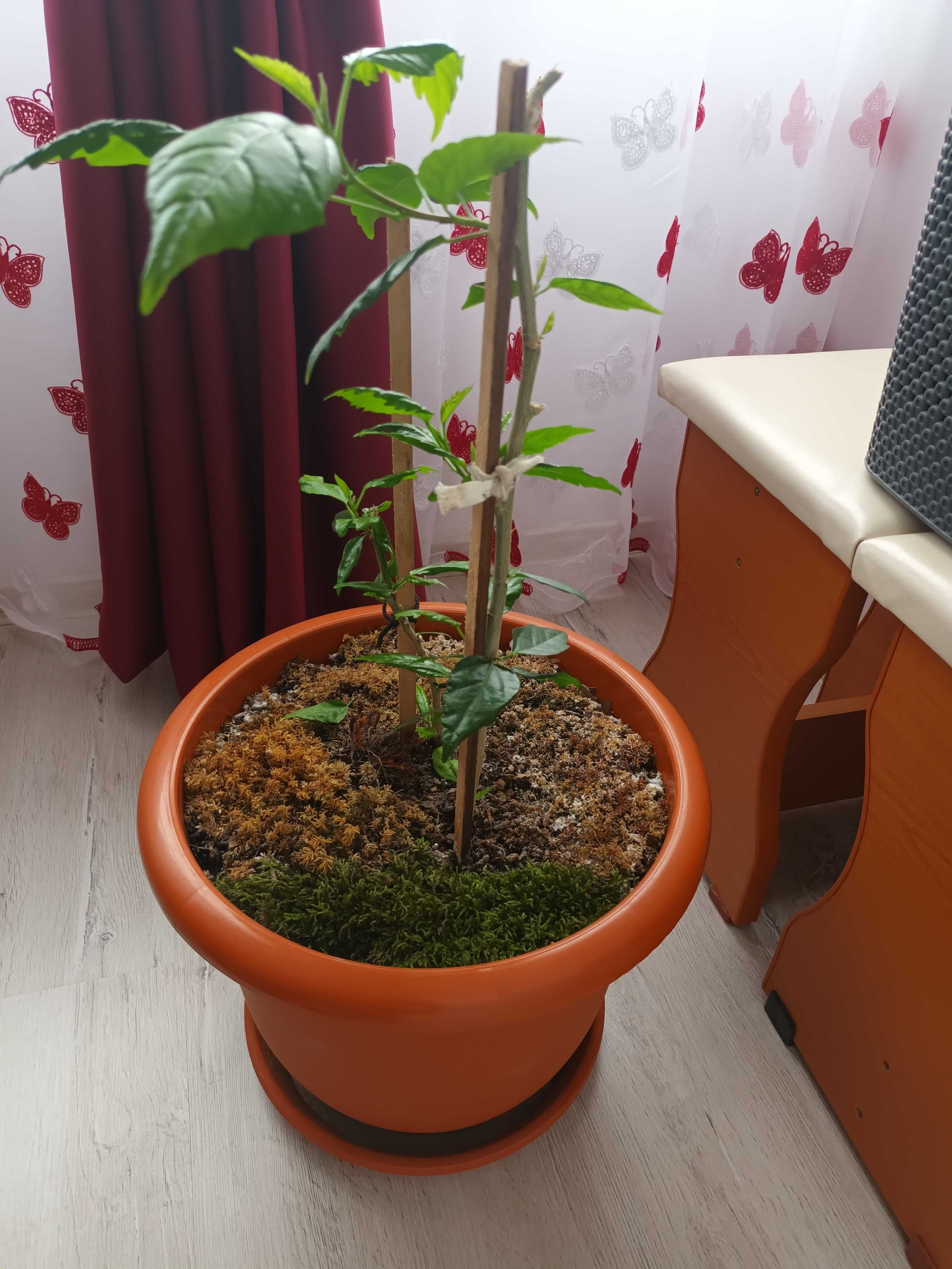 Plante de apartament