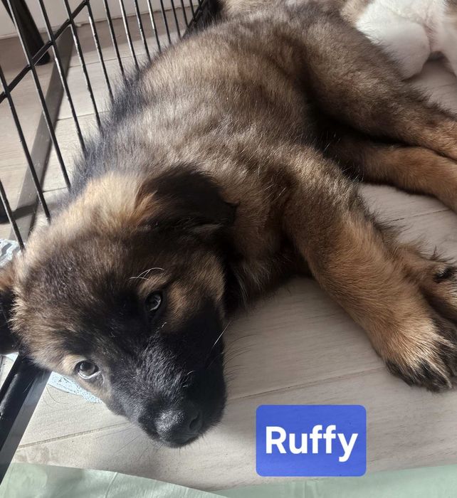 Кученца за осиновяване