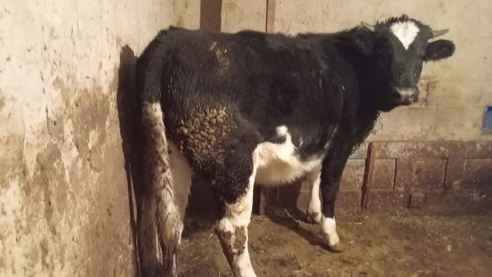 Согым сатылады 1,5 жасар