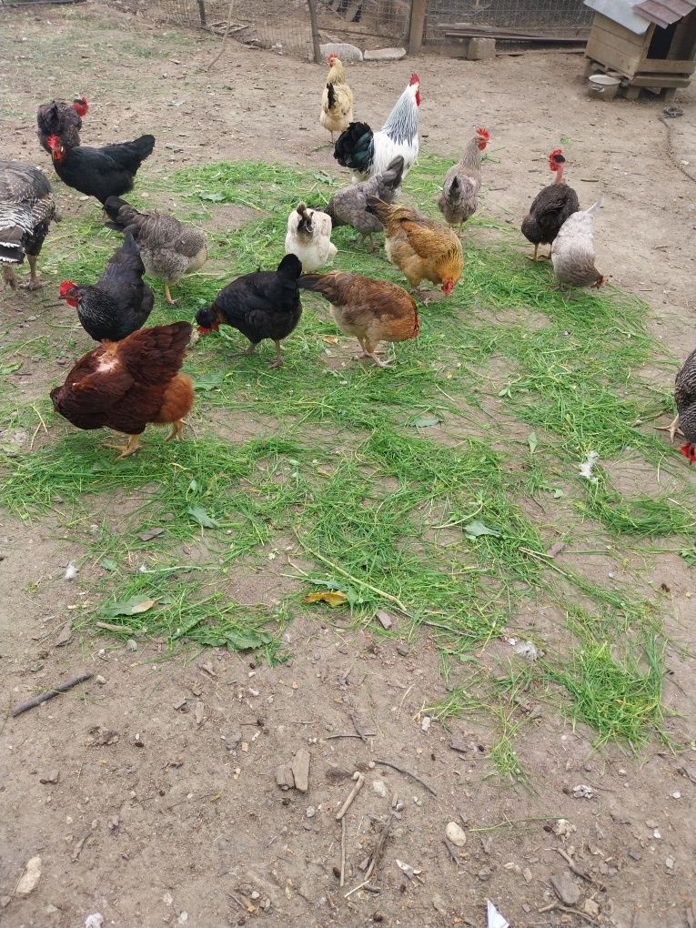 Vand gaini de casa rasa mixta