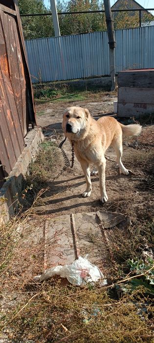 Продам или меняю на курей алабай срочно