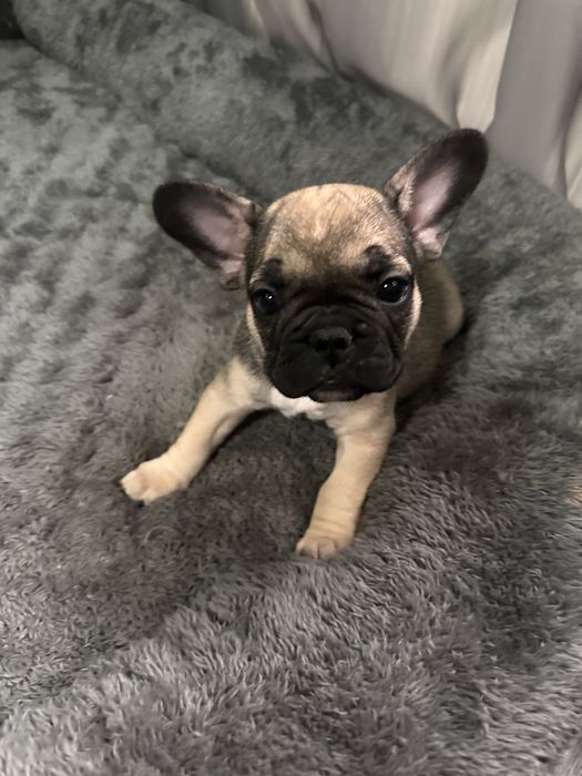 Pui Bulldog Francez Mascul Maro