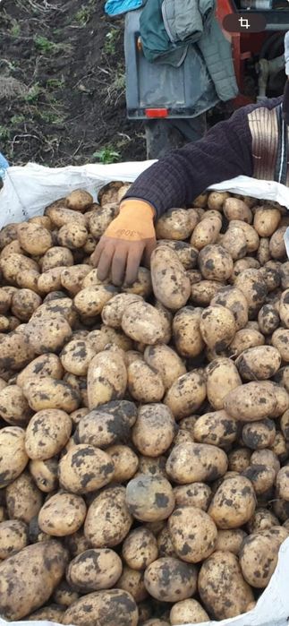 Vand cartofi de Milișăuți