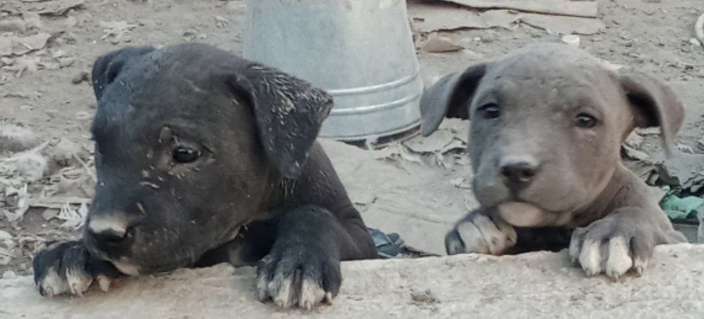 Продаётся питбуль