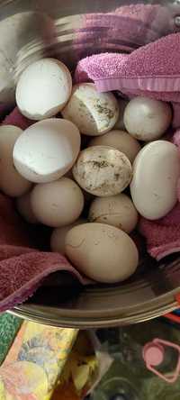 Ouă pentru incubat