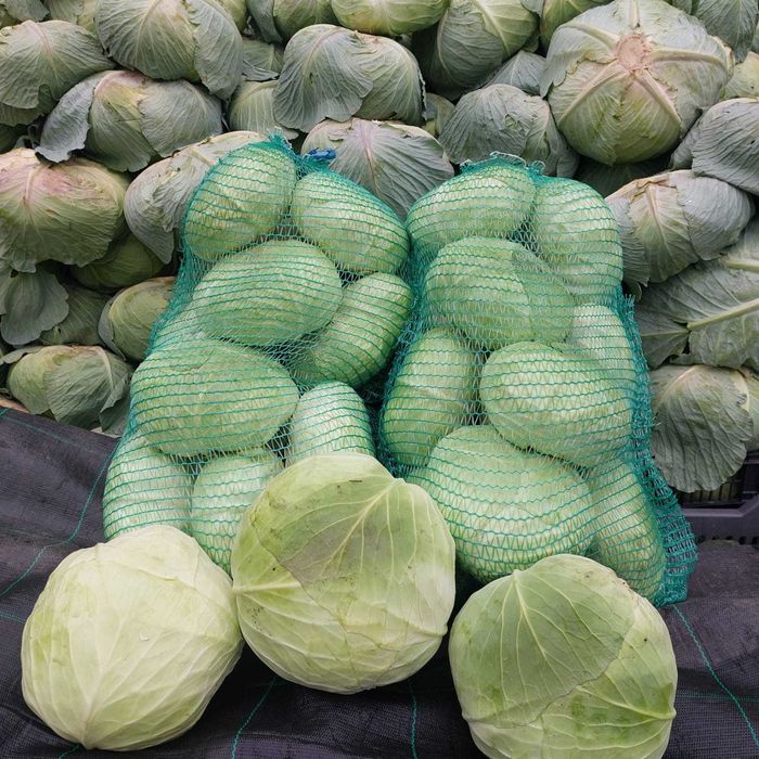 Varza de toamna soiul "Autumn king"