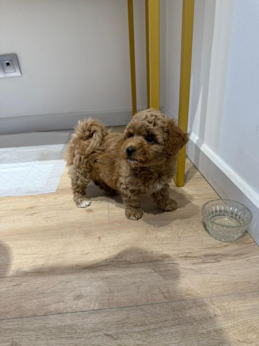 Мальтипу ф1 девочка