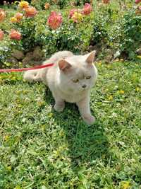 Motănel British Shorthair