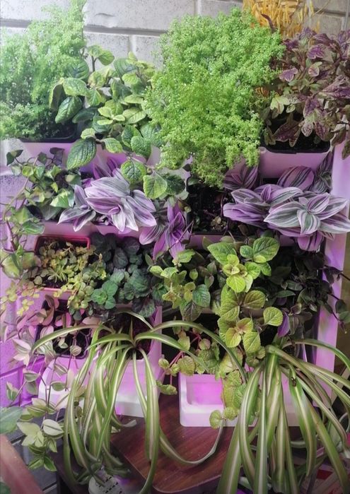 Фито стена надвесные модули для комнатных растений