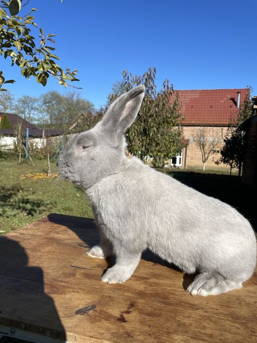 Iepure secuiesc albastru