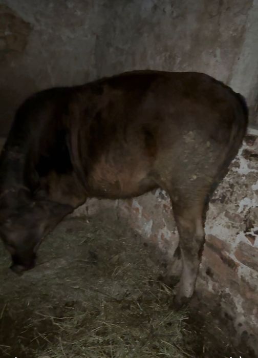 Când junincă de angus