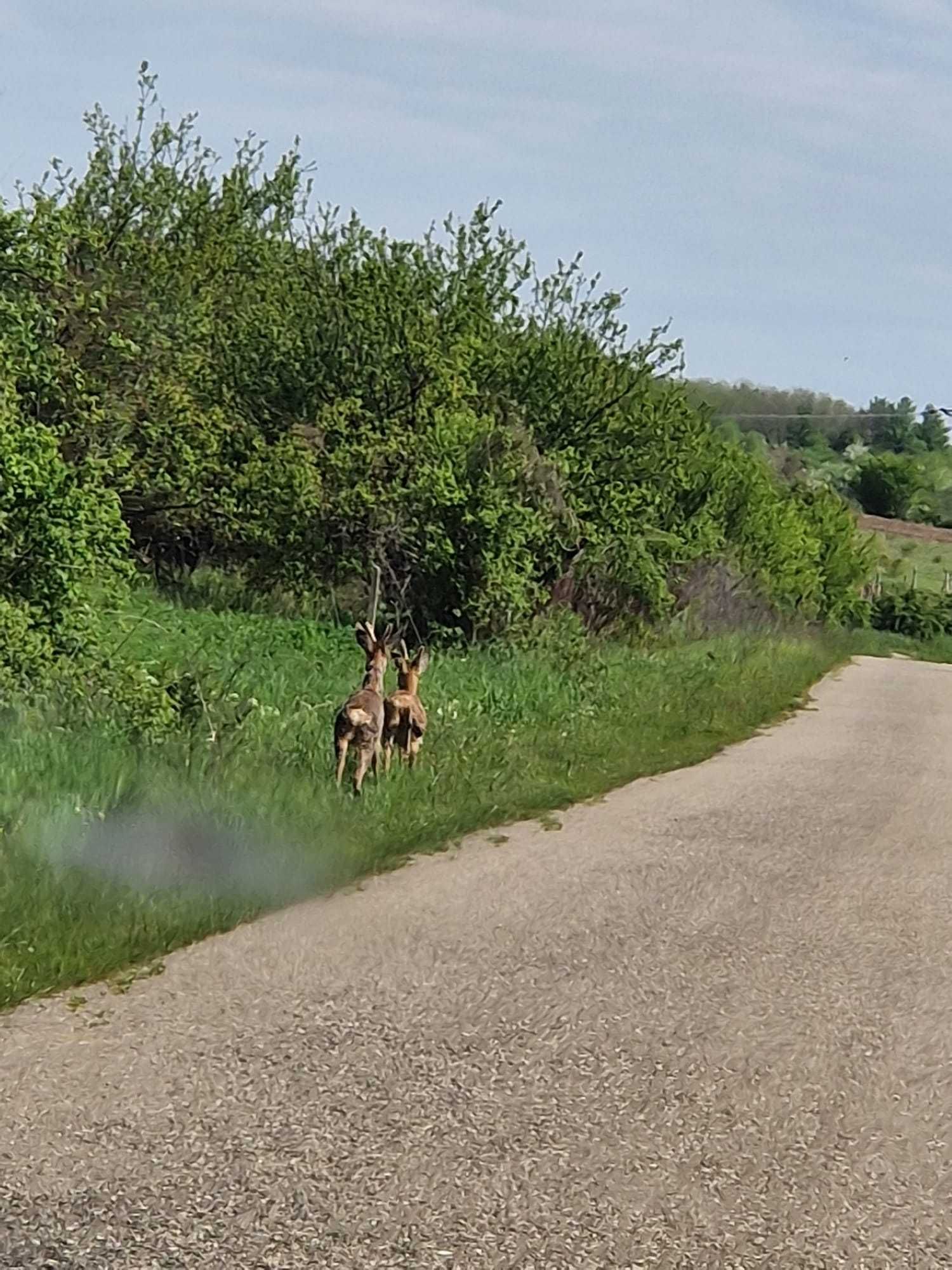 Teren de vanzare la 12 km de Ploiesti Sat Galmeia/Puiulescu Com. Plopu