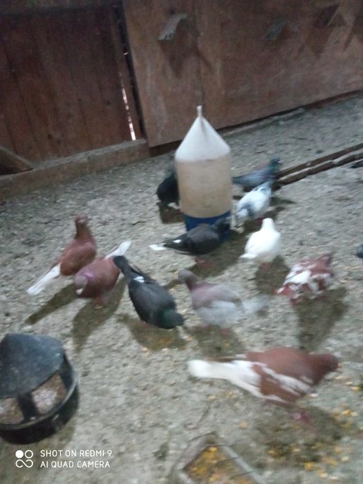 Porumbei si pui de porumbei nezburati de vanzare