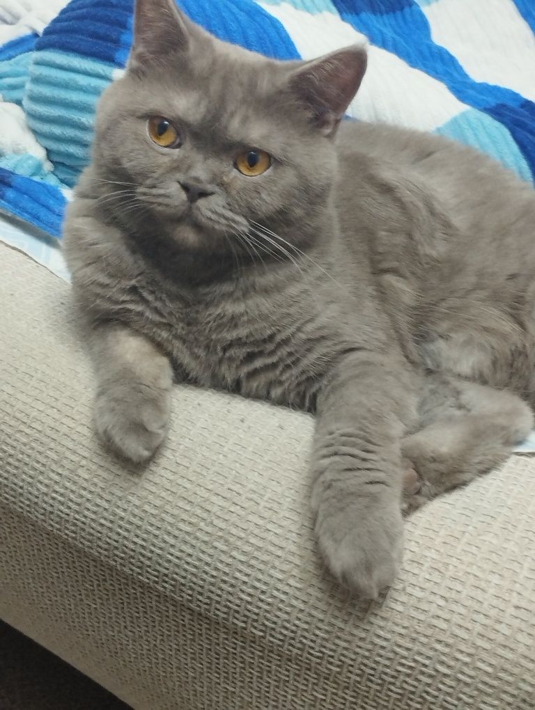 Передержка кошек и котов