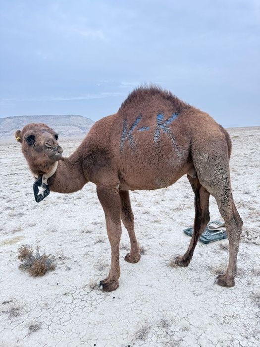 Еркек тайлақ сатам