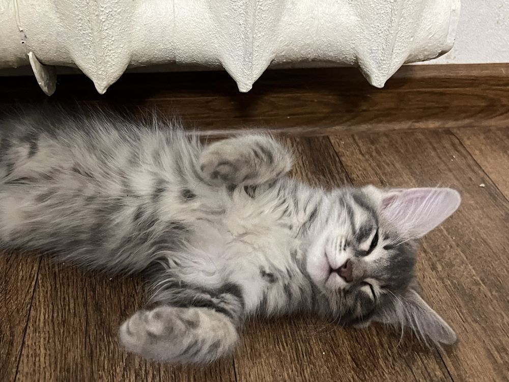 Отдаем двух котят, 3х месячные