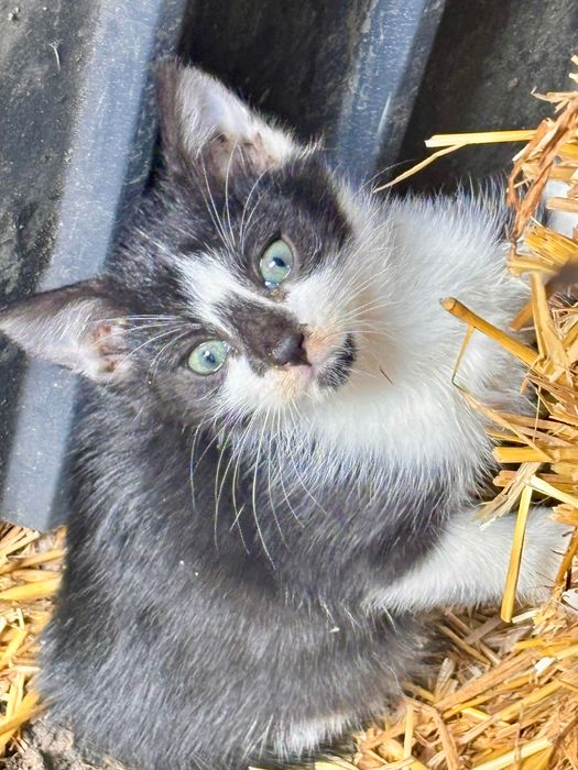 Adopție pui de pisică, fetiță Buzau