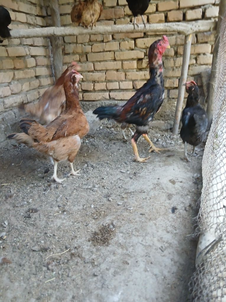 Kulangi Xo'roz sotiladi