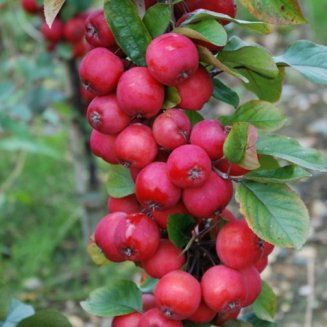 Mar deosebit (Soiul Callaway Crabapple)