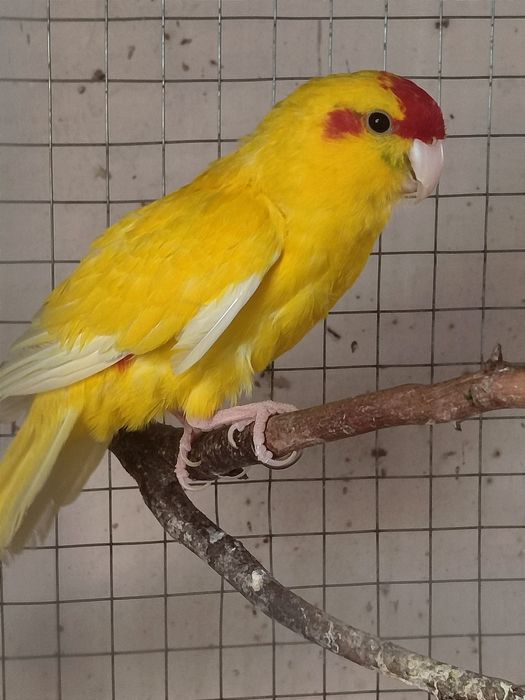 Попугай Какарик. Самец.