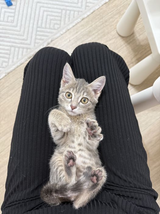 Котенок мальчик 2 месяца