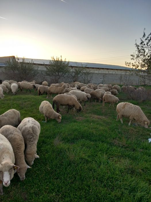 Vand 170 de oi la pretul de 650 de lei