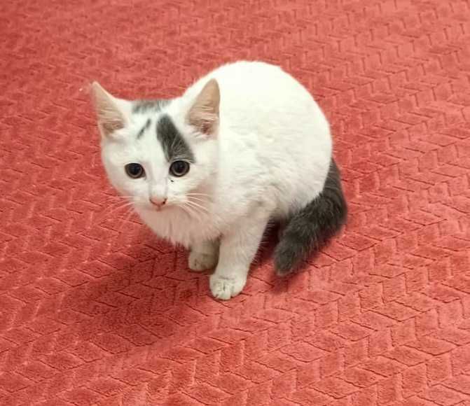 Adoptie pui de pisica alb