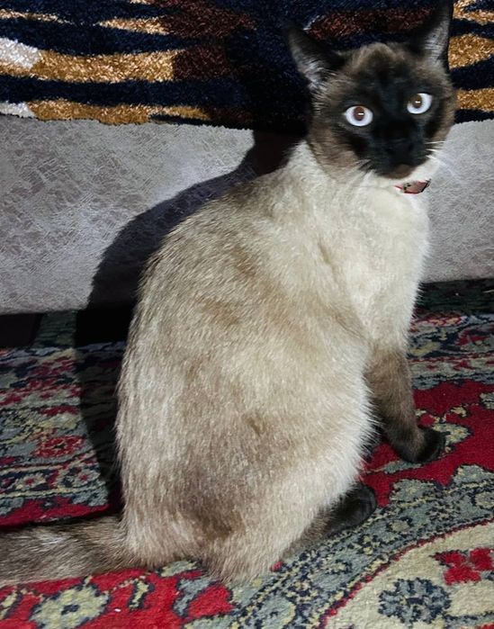 Сиямиский кошка домашний