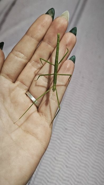 Анамски (виетнамски) пръчици