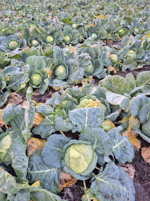 Vând varză de Buzău