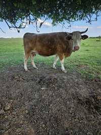 De vanzare vaca de 6 ani