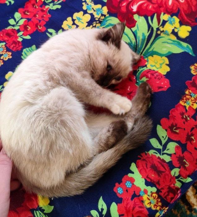 Siyamskiy mushu 300min