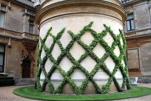 Iedera helix weorner soi foarte rezistent - Producator