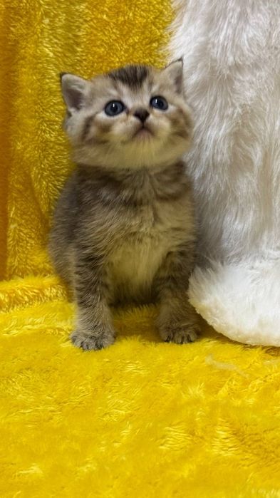 Золотая шиншилла  британци