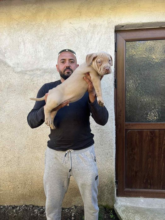 Американсо були хл