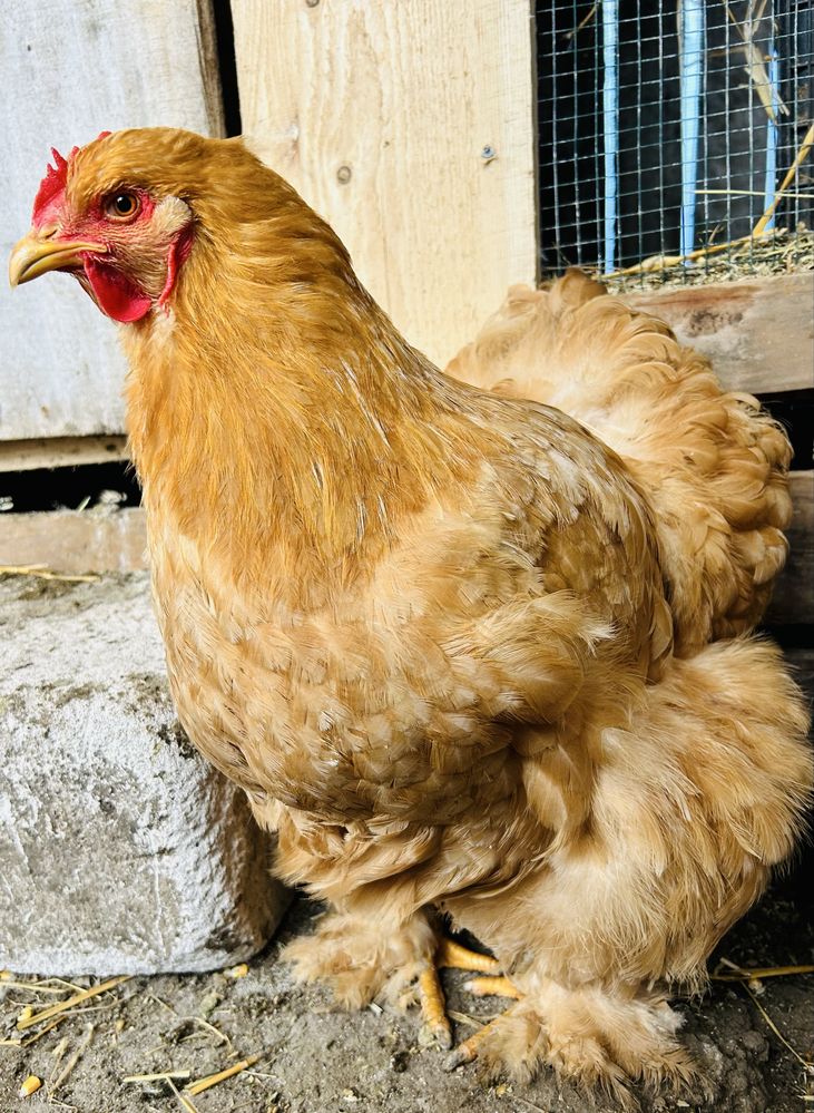 Oua incubat cochinchin