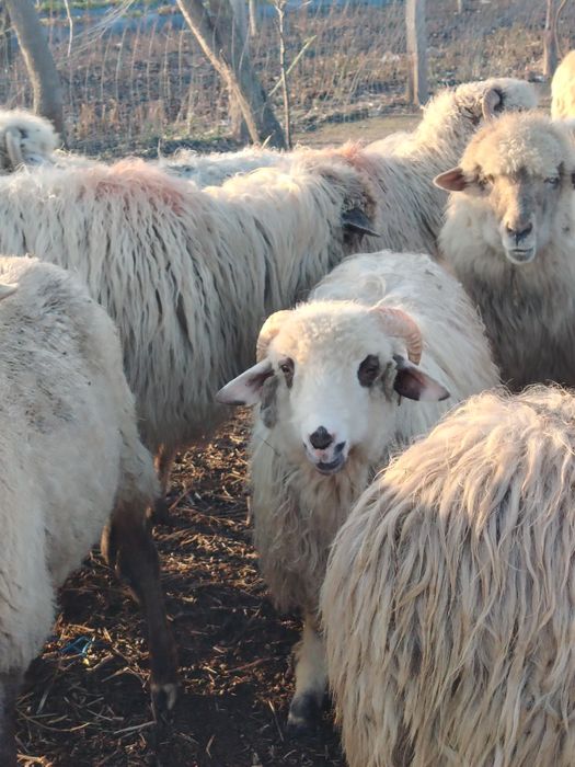 Berbecuti de vânzare și un mior
