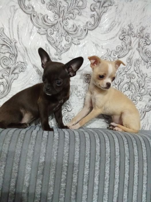 Мини чихуахуа мъжко и женско