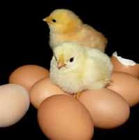 инкубационные яйца бройлера