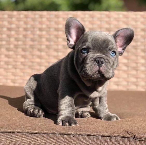 Bulldog francez mascul