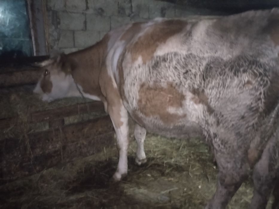 Vind 2 vaci gestante