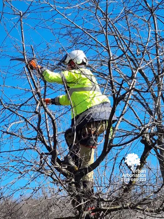 Toaletare Taiere Copaci Pomi - Servicii Firma Arborist Timișoara