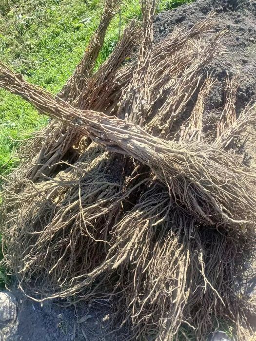 Butasi vita de vie diverse soiuri